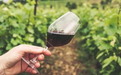 Come si fa il vino: curiosità e tradizioni