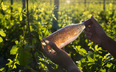 Perché il vino non è vegano? Facciamo chiarezza 