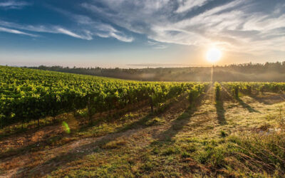 Realizzazione vino: quando si pianta una vite